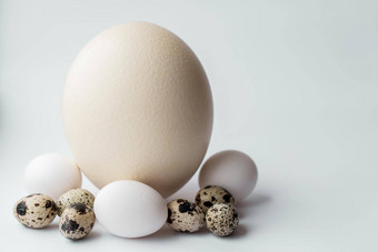 鸵鸟鸡鹌鹑鸡蛋白色背景大鸵鸟蛋正直的位置蓝色的背景章作文鸡蛋鸟白色背景