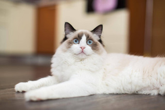 美丽的年轻的白色纯种<strong>布偶</strong>猫猫蓝色的眼睛