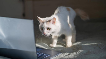 白色猫坐在移动PC床上