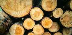 桩木日志树桩冬天森林砍伐概念