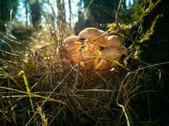 蜂蜜蘑菇秋天森林特写镜头美丽的可食用的蘑菇阳光