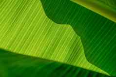 纹理异国情调的叶子背景绿色叶子香蕉棕榈