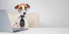 狗杰克罗素梗眼镜领带坐在桌子上作品电脑白色背景幽默的描述老板宠物