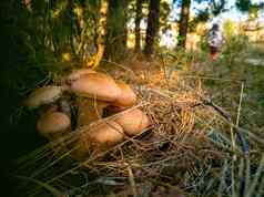 蜂蜜蘑菇秋天森林特写镜头美丽的可食用的蘑菇阳光