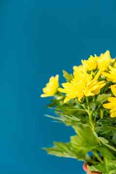 花束黄色的菊花经典蓝色的背景黄色的花经典蓝色的能黄色的菊花经典蓝色的背景花束菊花3月母亲的一天