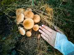 手持有蜂蜜蘑菇秋天森林特写镜头美丽的可食用的蘑菇阳光
