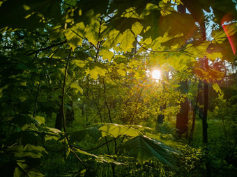 美丽的农村景观阳光休息时间树叶绿色夏天森林