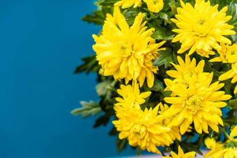 花束黄色的菊花经典蓝色的背景黄色的花经典蓝色的能黄色的菊花经典蓝色的背景花束菊花3月母亲的一天