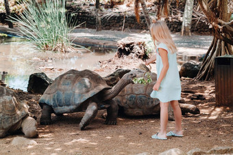 有趣的家庭娱乐<strong>毛里求斯</strong>女孩提要巨大的乌龟<strong>毛里求斯</strong>岛动物园