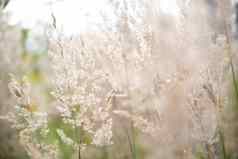 彭巴斯草原草天空摘要自然背景软植物cortaderiaselloana移动风明亮的清晰的场景植物类似的羽毛抹布