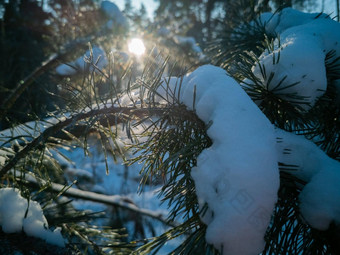 明亮的太阳照绿色针松分支机构覆盖雪降雪清晰的冷淡的<strong>冬天</strong>一天自然<strong>冬天</strong>阳光明媚的背景太阳松森林<strong>冬天</strong>