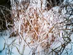 干黄色的草雪软焦点关闭