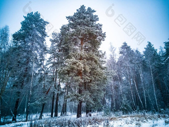 高松柏科的树霜雪雾雪悲观的冬天松柏科的森林有创意的焦点