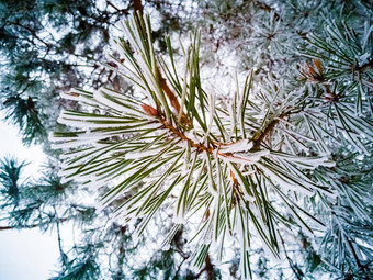 云杉绿色针松分支覆盖霜雪特写镜头冬天松柏科的森林