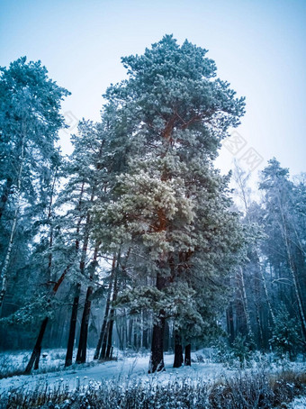 高<strong>松柏</strong>科的树霜雪雾雪悲观的冬天<strong>松柏</strong>科的森林有创意的焦点