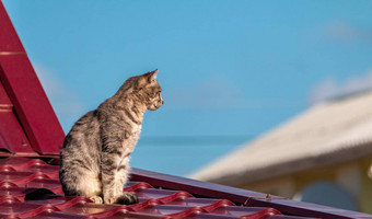 灰色条纹猫坐着边缘小红色的金属屋顶温暖的秋天农村场景宠物背景红色的房子