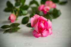 粉红色的美丽的夏天玫瑰木表格