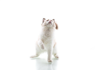 年轻的美丽的<strong>布偶</strong>猫猫白色背景