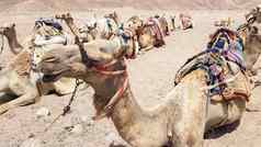 骆驼海滩红色的海dahab西奈半岛埃及埃及骆驼背景海旅行概念横幅骆驼休息海岸湾前面旅游Safari