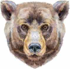 熊头水彩熊绘画插图孤立的白色背景