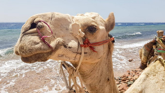 骆驼海滩红色的海dahab西奈半岛埃及埃及骆驼背景海旅行概念横幅骆驼休息海岸湾前面旅游Safari