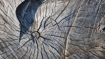 木树桩木纹理背景锯树裂缝轮减少树年度环木纹理