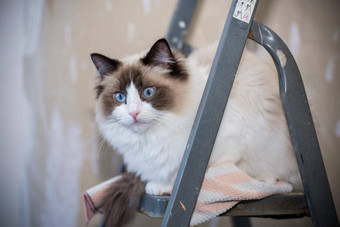可爱的国内布偶猫猫建设梯