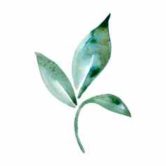 水彩绿色叶自然生态标志孤立的白色背景手绘画插图叶子打印纹理壁纸生态元素美丽的水彩画花艺术最小的