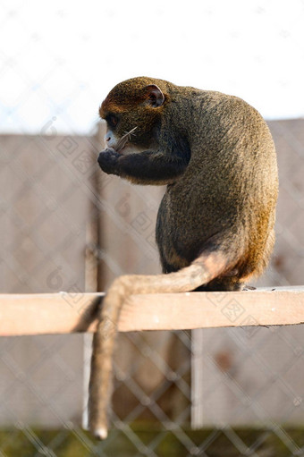 brazza猴子的<strong>大白</strong>百合非洲圈养孤立的蛾动物园