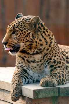 发现了非洲豹野生大猫咪动物园