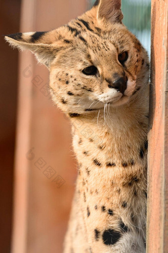薮猫猫乌克兰动物园罕见的物种猫