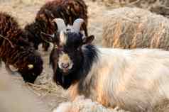 威尔士山羊大锋利的角动物园不寻常的动物