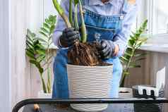 园丁女人移植室内植物铲表格zamioculcas概念植物护理首页花园春天种植