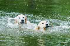 夫妇可爱的狗游泳水
