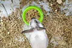 首页装饰兔子灰色的笼子里灰白色颜色兔子吃绿色碗系列照片可爱的毛茸茸的啮齿动物宠物复活节假期象征复活节兔子