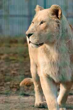 罕见的濒临灭绝的物种白色狮子动物园动物生活
