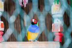 国内明亮的鸟黄色的蓝色的绿色鹦鹉笼子里坐在木玩具摇摆不定的