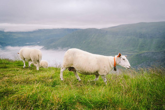 sheeps山农场多云的一天挪威景观羊放牧谷羊山顶挪威生态繁殖羊吃黄杨木同样羊放牧牧场山