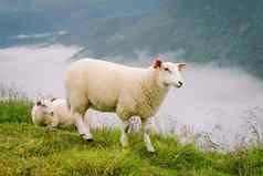 sheeps山农场多云的一天挪威景观羊放牧谷羊山顶挪威生态繁殖羊吃黄杨木同样羊放牧牧场山