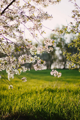 樱桃<strong>花朵</strong>果园温暖的日落射线美丽的自然场景分支布鲁姆太阳耀斑春天花春天
