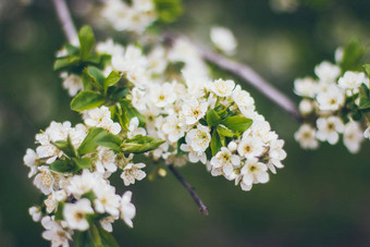 杏<strong>花朵</strong>绿色背景美丽的自然场景分支布鲁姆春天花春天
