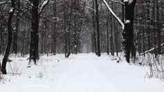 冬天景观白雪覆盖的小道城市公园雪覆盖树冬天森林路