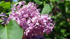 盛开的大分支淡紫色美丽的淡紫色花布什精致的小花春天蓝色的花特写镜头模糊背景