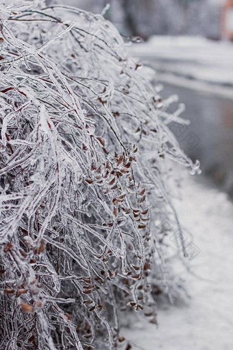 冰覆盖树分支机构冰风暴冰柱形成<strong>冻结</strong>雨