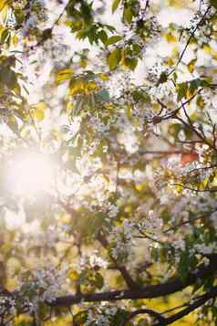 樱桃花朵果园温暖的日落射线美丽的自然场景分支布鲁姆太阳耀斑春天花春天
