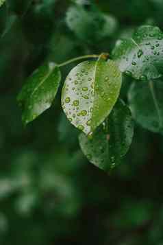 叶子水雨露水滴细节自然春天夏天背景绿色颜色