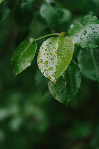 叶子水<strong>雨露</strong>水滴细节自然春天夏天背景绿色颜色