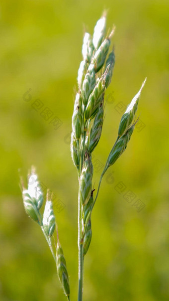 美丽的野花野生草本植物绿色草地温暖的阳光明媚的夏天一天草地花野生夏天花场夏天景观背景美丽的花