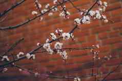 杏花朵红色的砖墙美丽的自然场景分支布鲁姆春天花春天