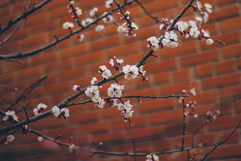 杏<strong>花朵</strong>红色的砖墙美丽的自然场景分支布鲁姆春天花春天